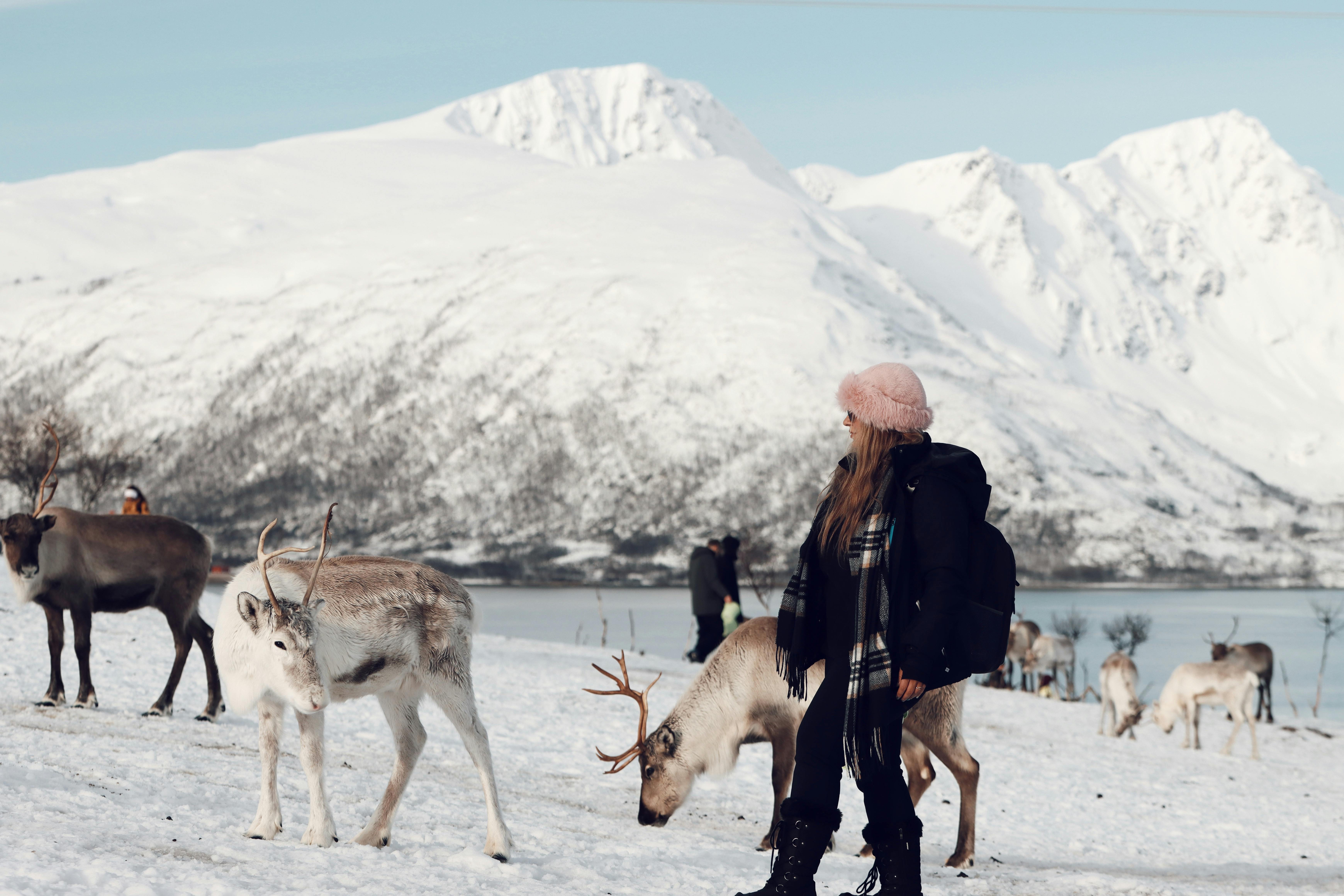 Finland & Lapland Winter Escapade